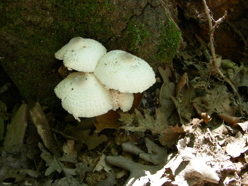 6) Fotografati il 16.06.2012. sotto Quercia